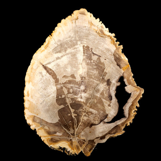 Petrified Wood Slab Extra Large 21 Lbs Natural Leaf Shape Fossilized Wood Stone Slice