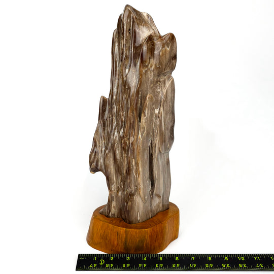 Petrified Wood Stone Decor! Natural Fossilized Wood Crystal, Large Fossil Wood Mineral Specimen!