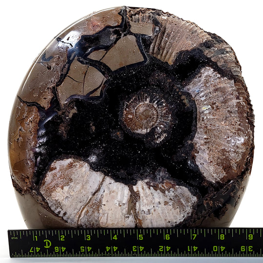 Ammonite Fossil In Septarian Geode, Extra Large 26 Lbs! Huge Decor Sculpture Mineral Specimen