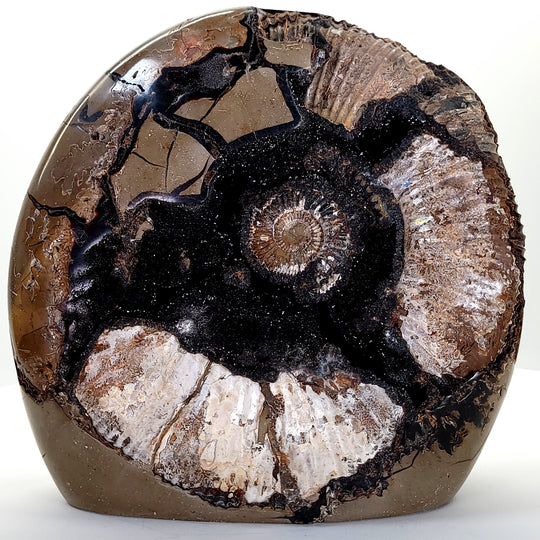 Ammonite Fossil In Septarian Geode, Extra Large 26 Lbs! Huge Decor Sculpture Mineral Specimen