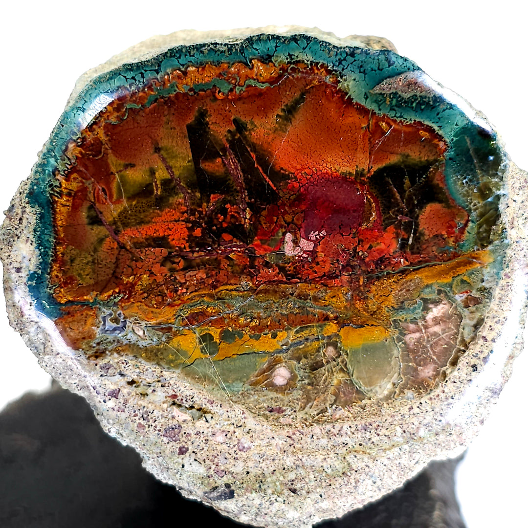 Blue Opal Petrified Wood On Metal Stand With Natural Sunset Scene! Exclusive Rare Collector Indonesian Rainbow Fossilized Wood!