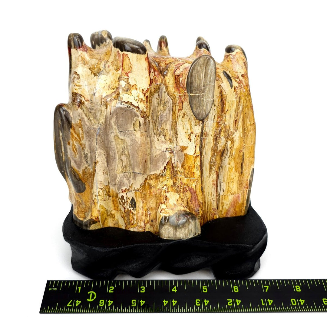 Petrified Wood Log With Red Jasper Large 10 Lbs Polished Fossilized Wood Stone - Earth Perfection