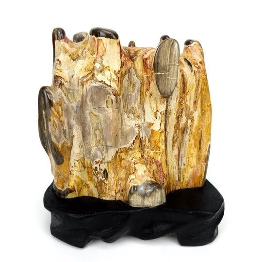 Petrified Wood Log With Red Jasper Large 10 Lbs Polished Fossilized Wood Stone - Earth Perfection