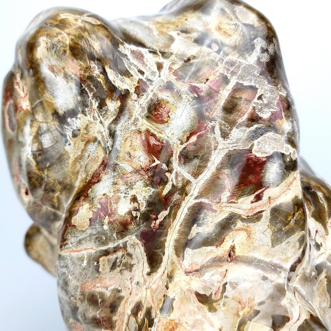 Petrified Wood Stone 52 Lbs Extra Large Fossilized Wood On Stand - Earth Perfection