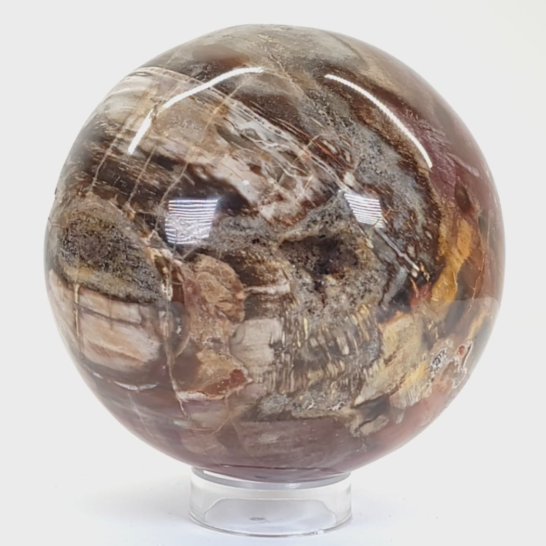 Rainbow Petrified Wood Sphere! Extra Large Fossilized Wood Crystal Ball & Smoky Quartz Geodes!